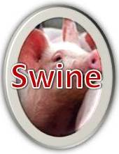 Swine Resources