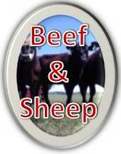 Beef & Sheep Resources