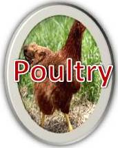 Poultry Resources